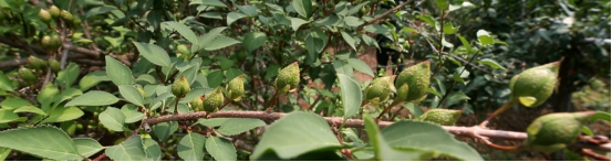 圖片關(guān)鍵詞